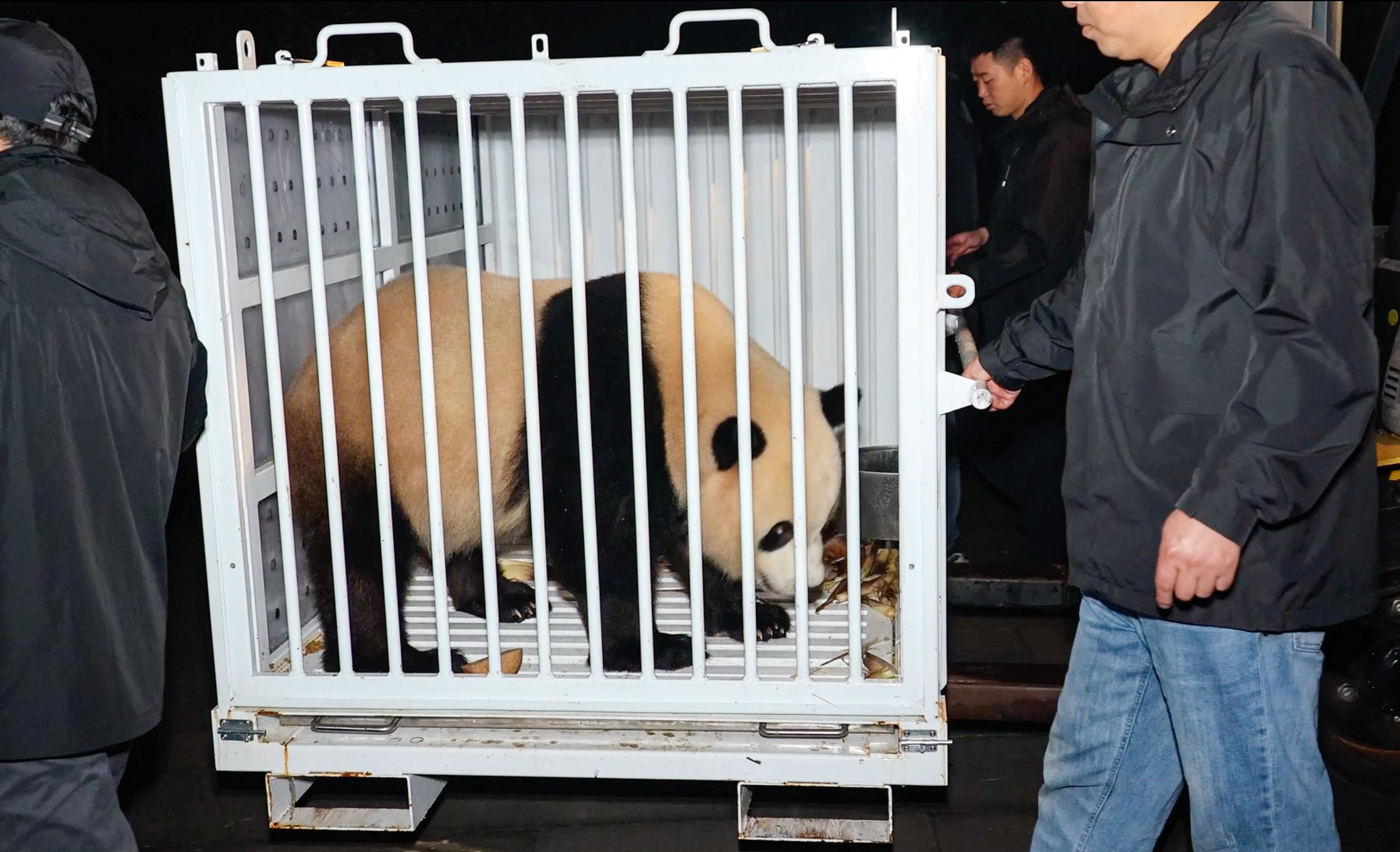 Male panda Bao Li prepares to make the journey from China’s Sichuan province to his new home in Washington’s National Zoo on Monday. Photo: China’s National Forestry and Grassland Administration via AP